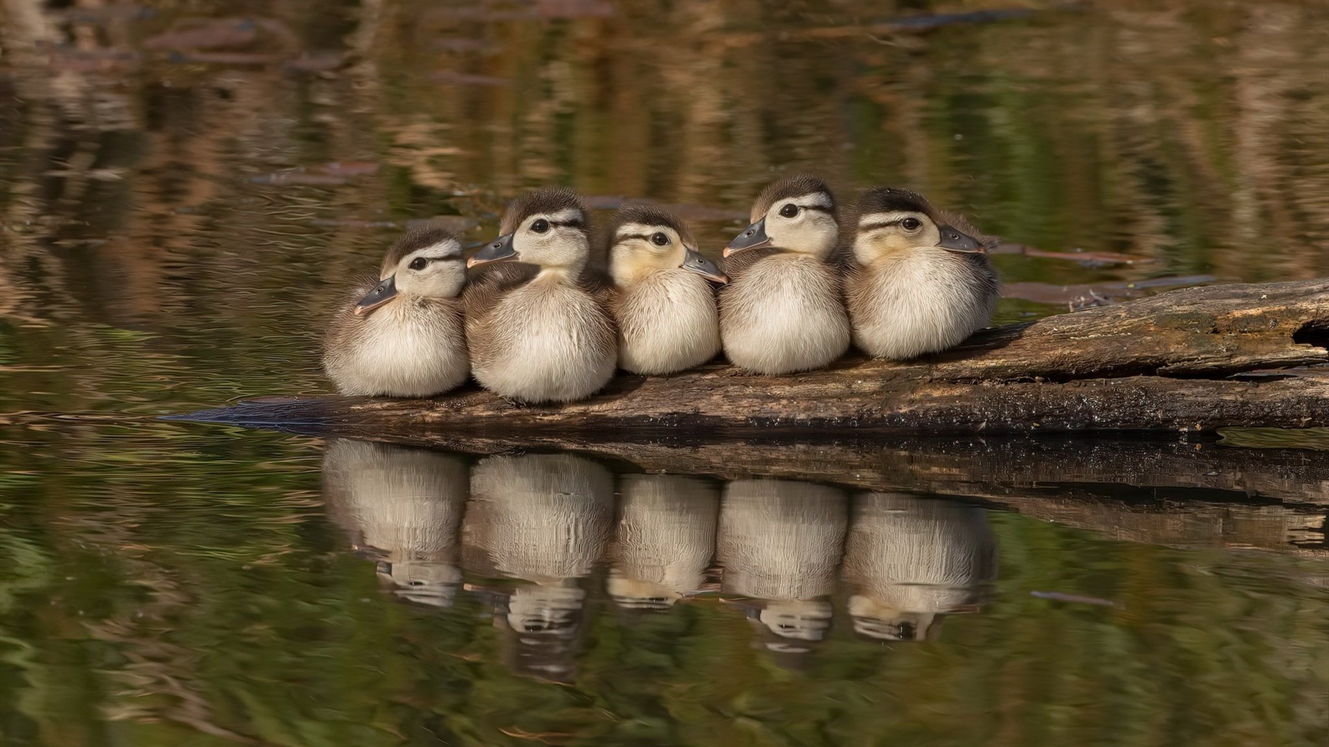 《王者荣耀季后赛，黑马战队逆袭夺冠》，夏季赛黑马