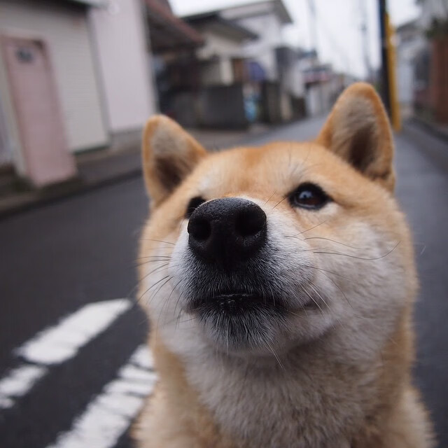 传统舞狮竞技赛，舞动青春的民族精粹