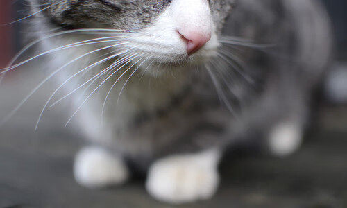 巴黎圣日耳曼4-2战胜里尔，姆巴佩和内马尔建功，巴黎圣日耳曼梅西内马尔姆巴佩