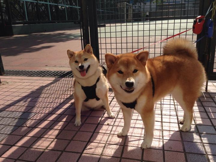 强队争锋：本赛季最激烈的强强对话，强队底蕴